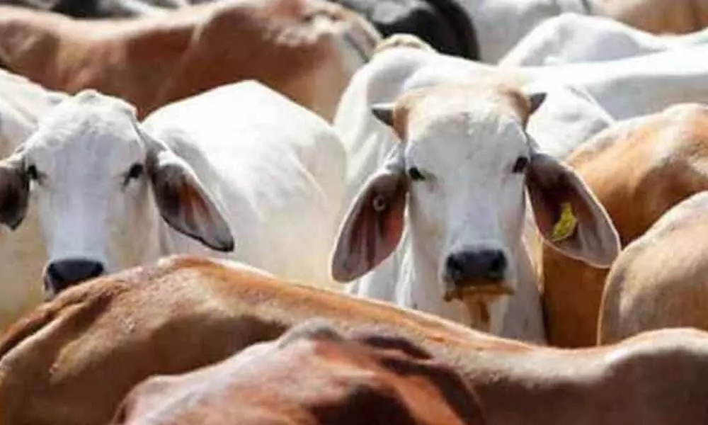 Pashu Dhan Bima Yojana to benefit MP cattle owners