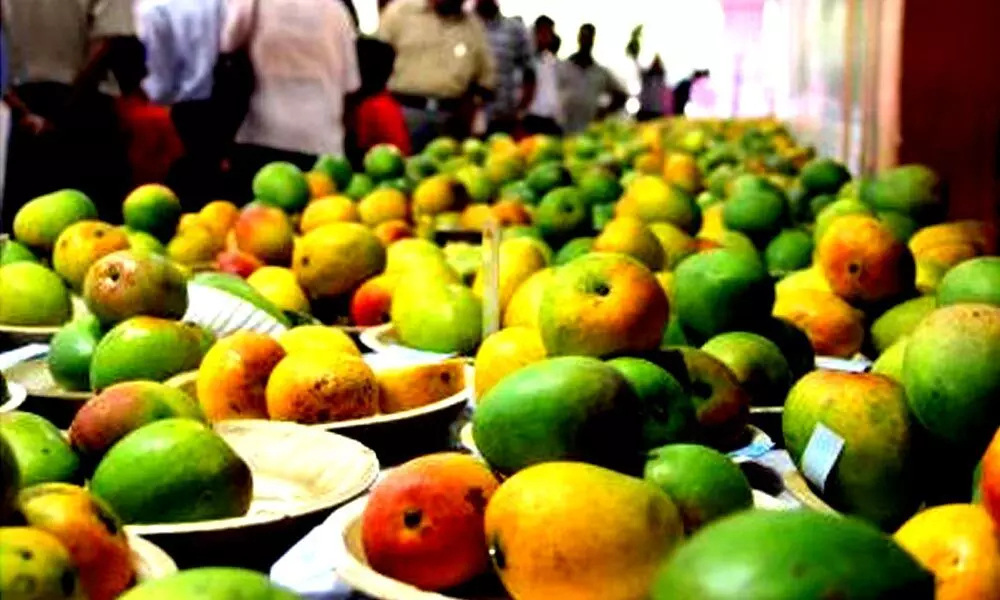 Covid hits mango biz in UP again