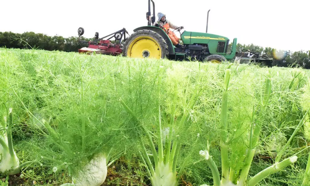 12th pass farmer develops new variety of fennel