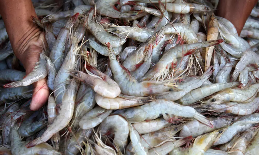 Steep increase in prices of soya bean hits shrimp, fish and poultry industry