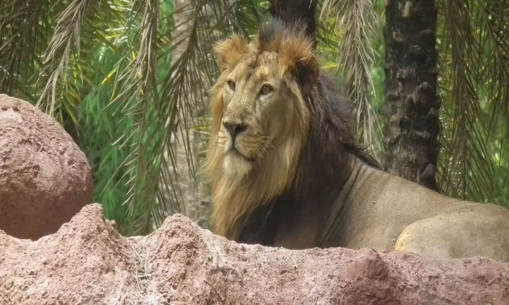 Covid symptoms in 8 lions at Hyd zoo