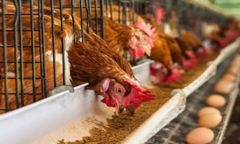 Poultry industry for zero import duty on soya meal