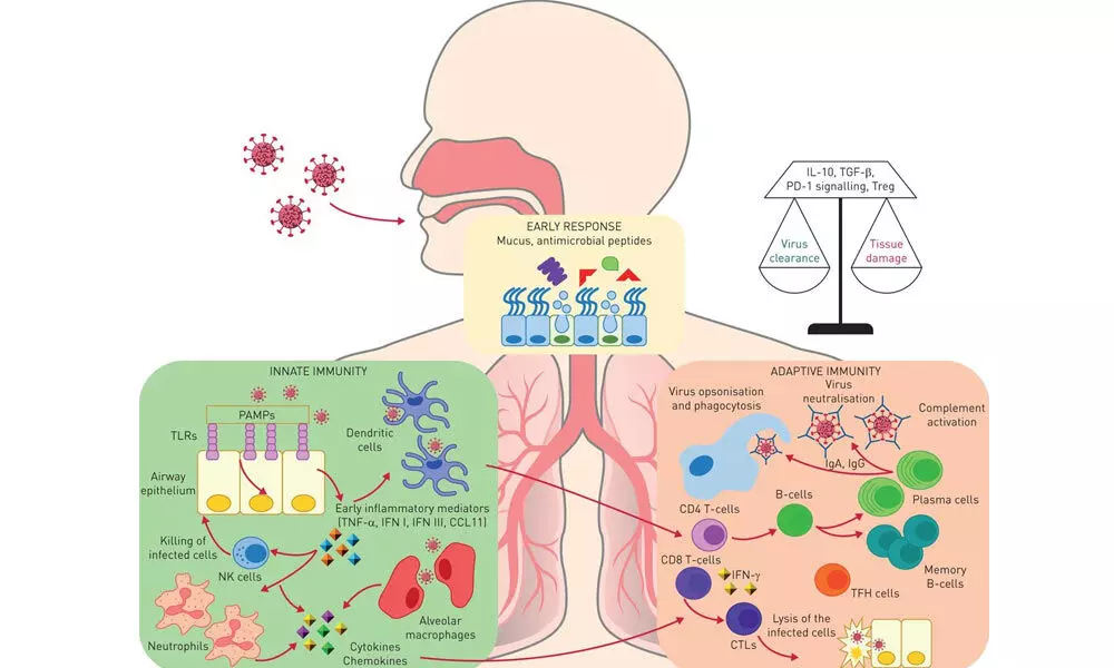 Resurgene of respiratory viruses in kids likely