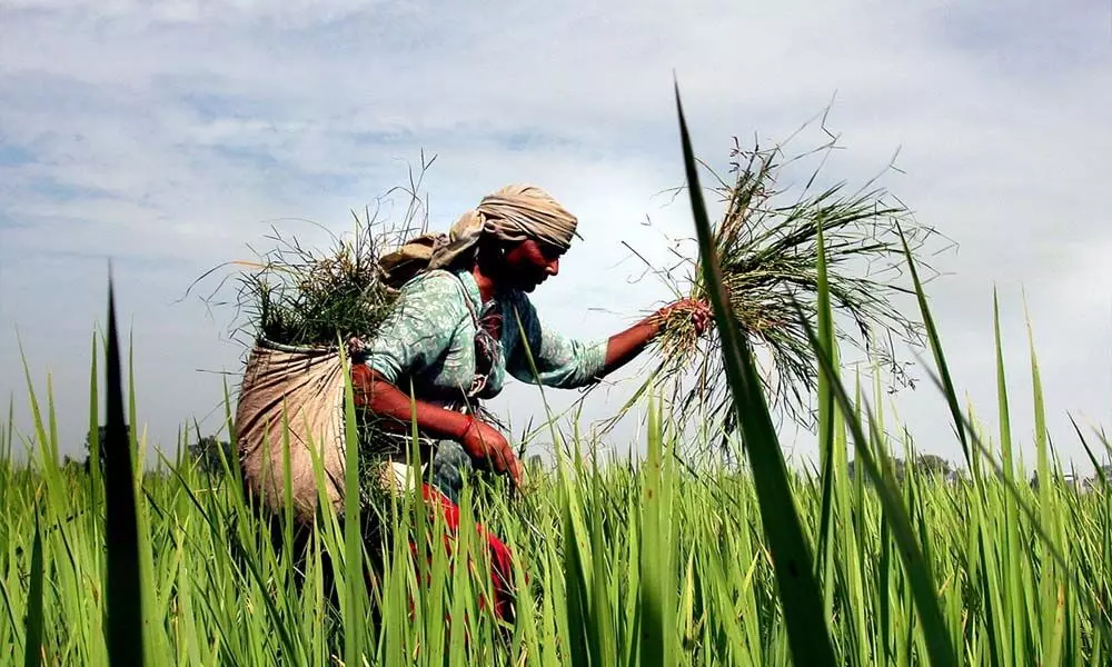 Shrinking farm sizes a challenge in India