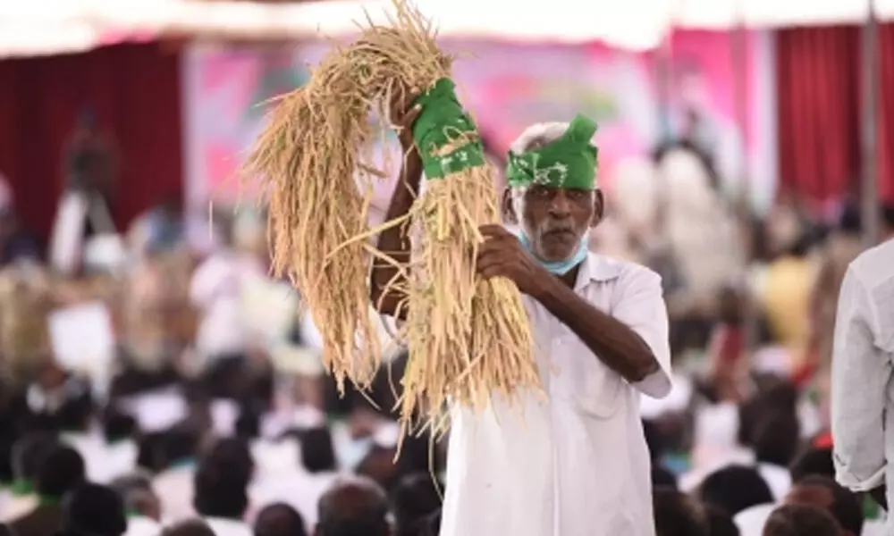 Politics over paddy procurement add to Telangana farmers dilemma