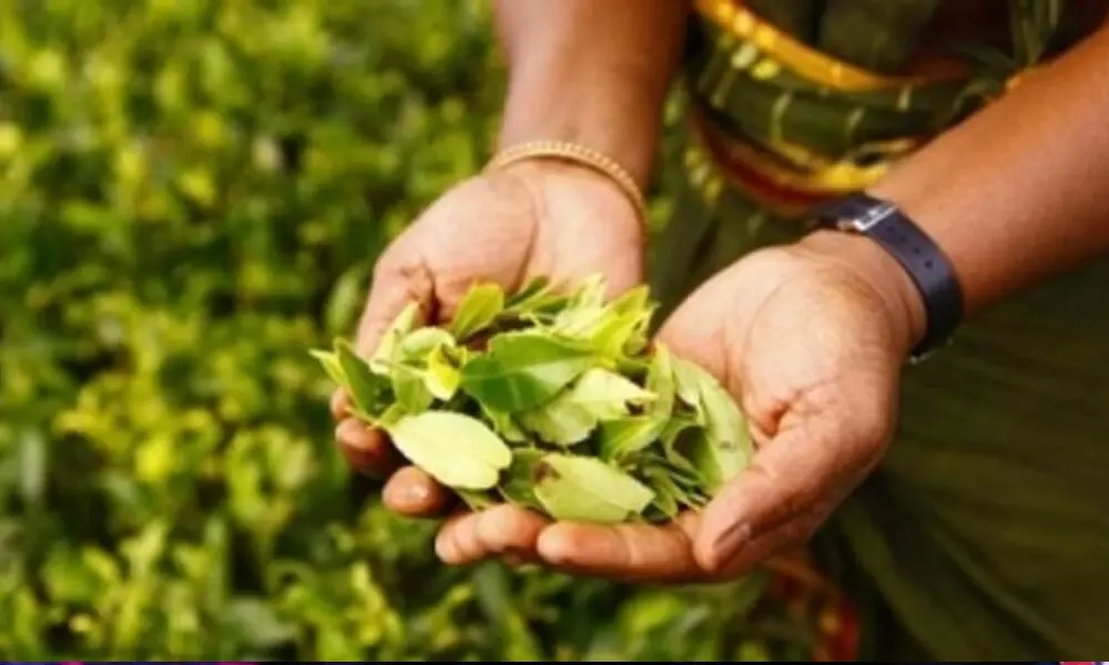 SL tea exports to earn $1.3 bn in 2021