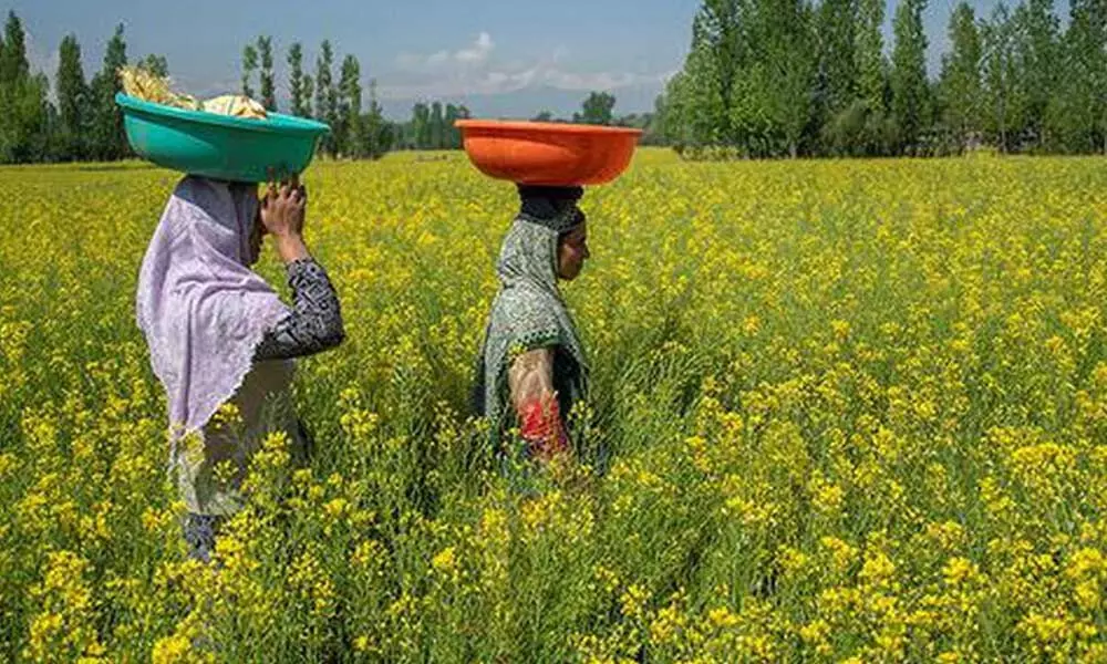 Time for govt to put Mustard Policy on national agenda