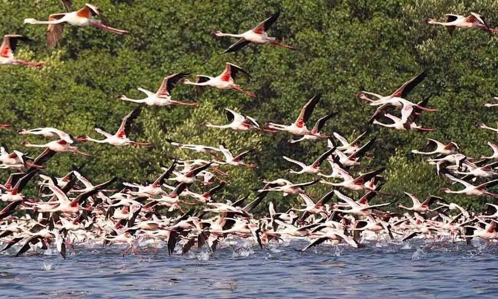 Flamingo City under threat, Navi Mumbai civic body SOS to Forest Dept