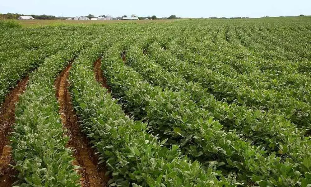 Sopa flays SEAs proposal to switch from soy cultivation to other crops