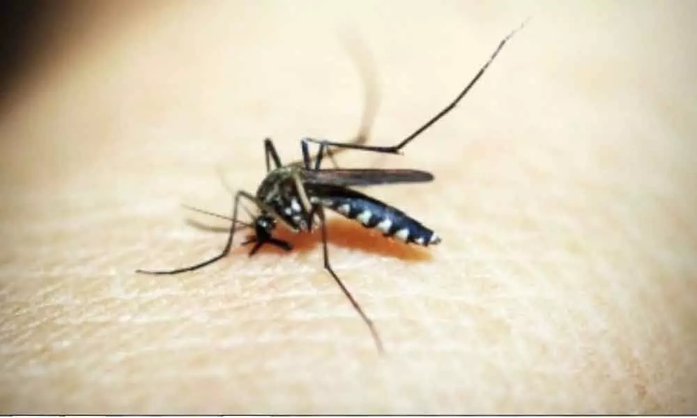 Protein from mosquitoes could help control dengue virus infection