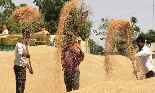 Egypt to buy half a million tonnes of wheat from India