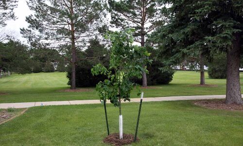 Plant trees to beat the heat