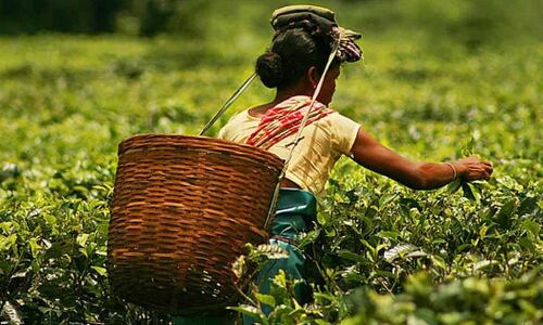 Abnormal surge in natural gas prices hurting tea sector, says association