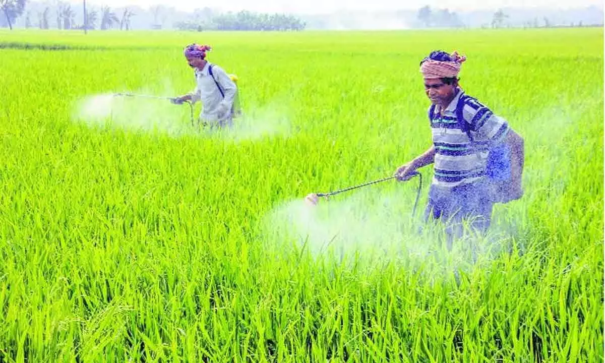 Spurious pesticides hitting agri hard