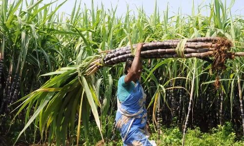 Govt expedites subsidy disbursal to sugarcane farmers