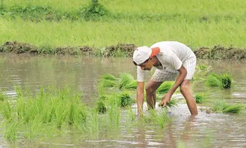 Higher remunerative MSP must benefit small farmers, but how!