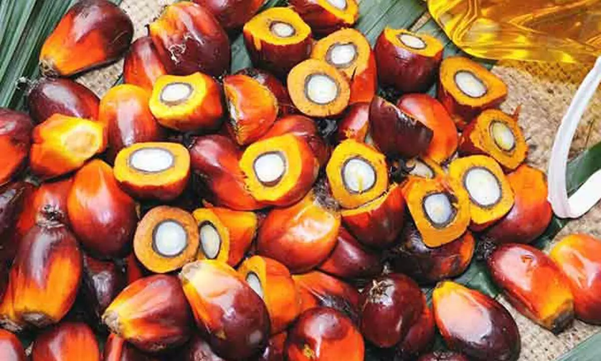 3F Oil Palm to set up Rs. 250 cr oil plant