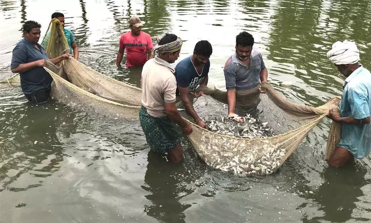 Aquaculturists in despair as shrimp exports dip