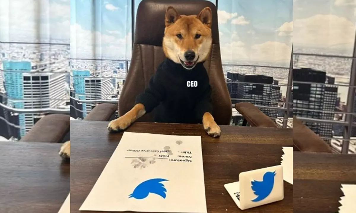 Musk hires his ‘dog’ as new Twitter CEO!