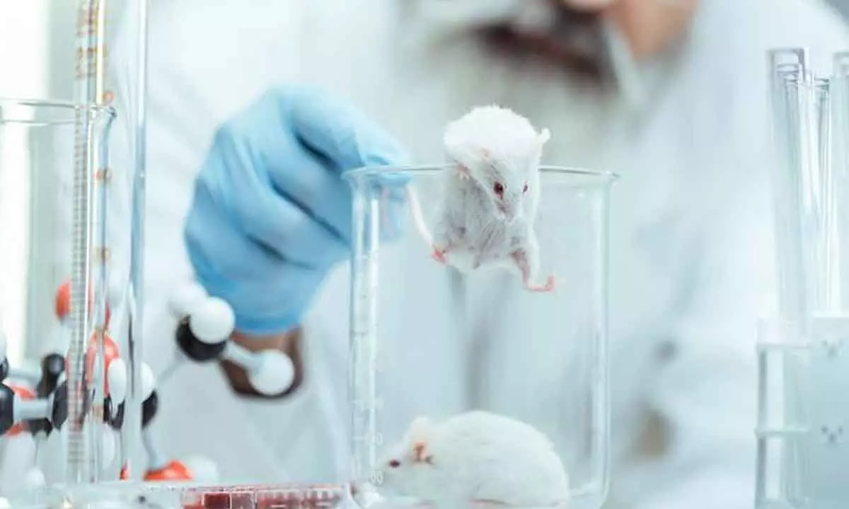 Scientists create mice with 2 fathers