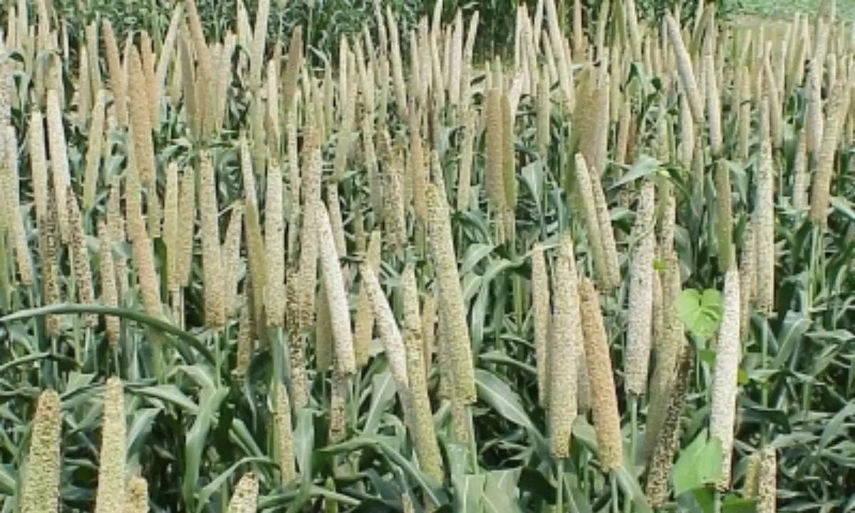 TN govt to launch five-year Tamil Nadu Millet Mission