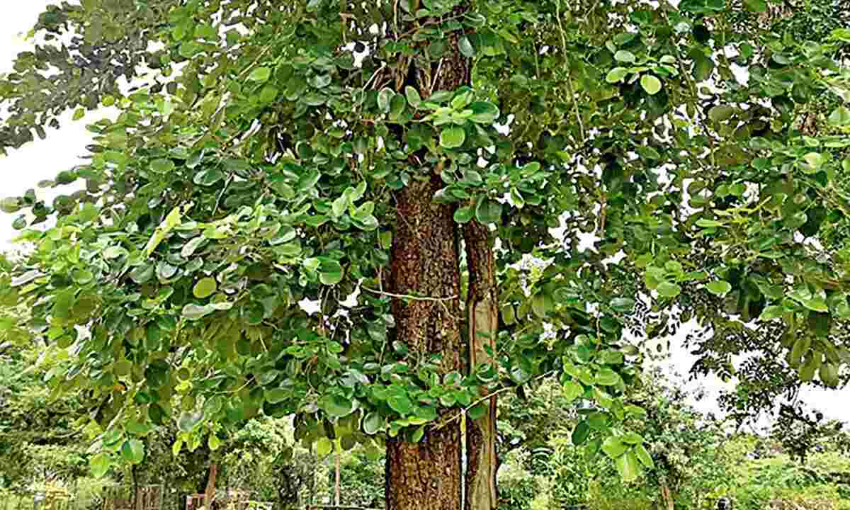 Sandalwood Leaves Tambuli / Gandhadele Tambuli