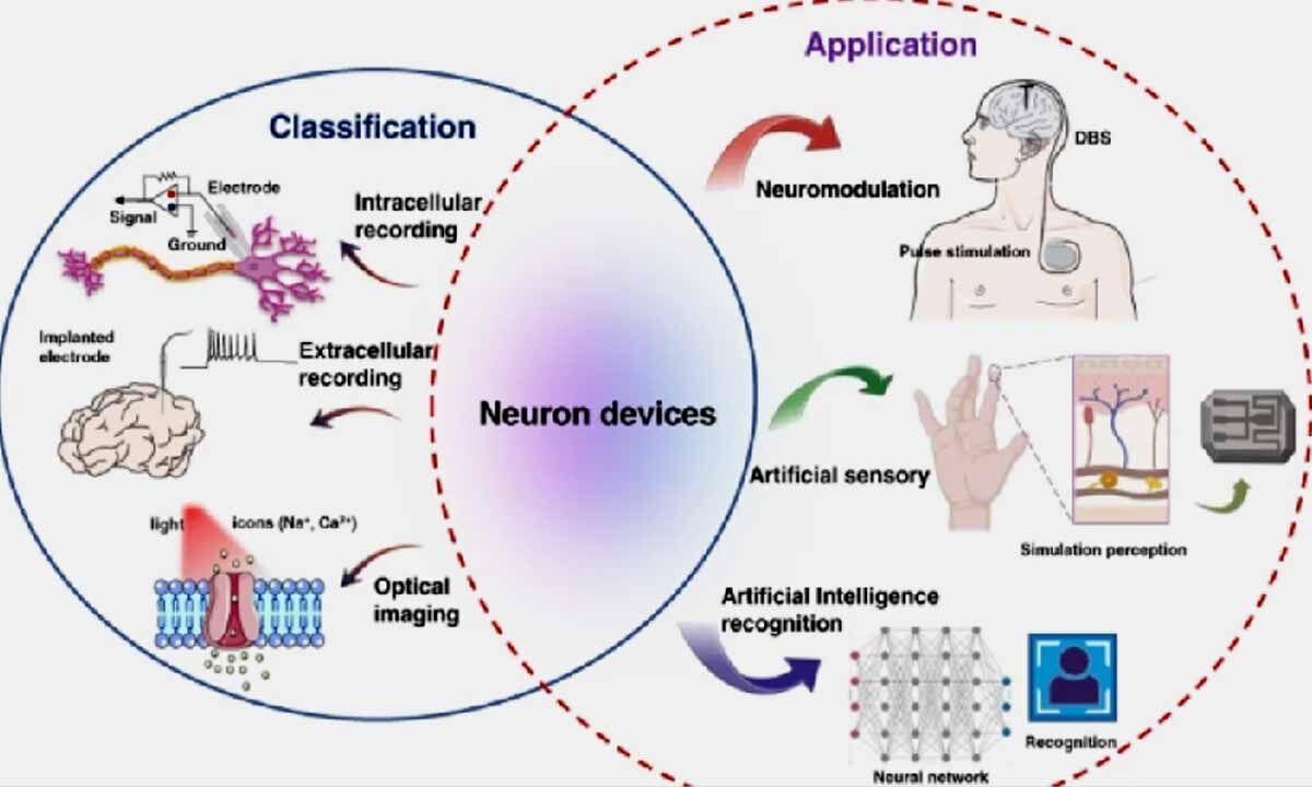 Adaptability Is Driven By Special Class Of Neurons