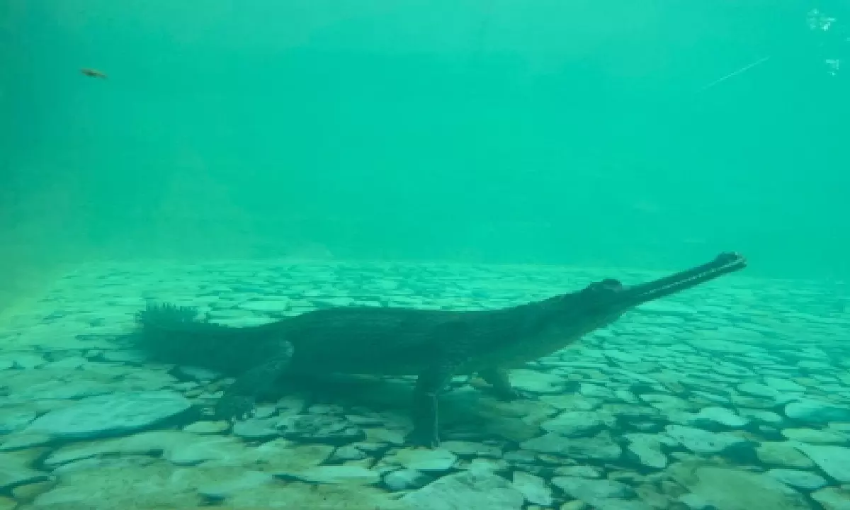 Mumbai zoo gets a Croc Trail with underwater viewing deck