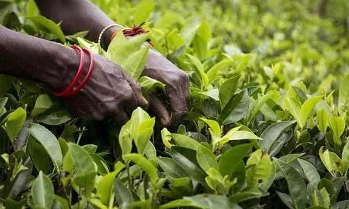 Small tea growers desperate for an aggressive govt push