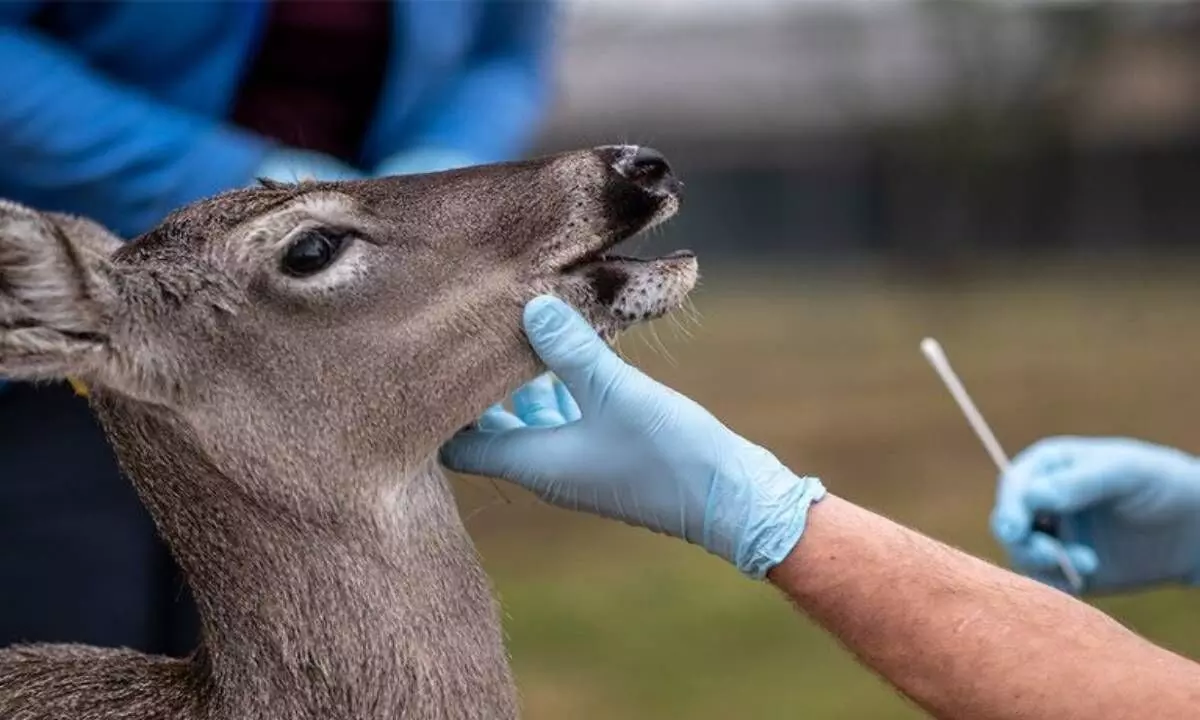 Covid transmitted from humans to deer and back