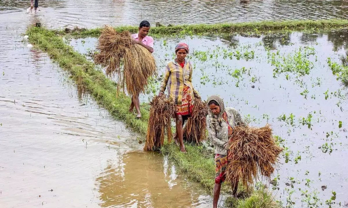 Centre saves Rs 11k cr on crop insurance cost