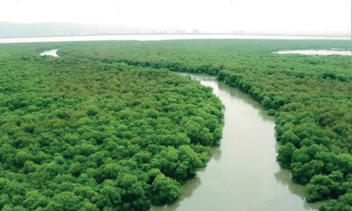 Godrej & Boyce unveils phase-4 of ‘Magical Mangroves’ campaign