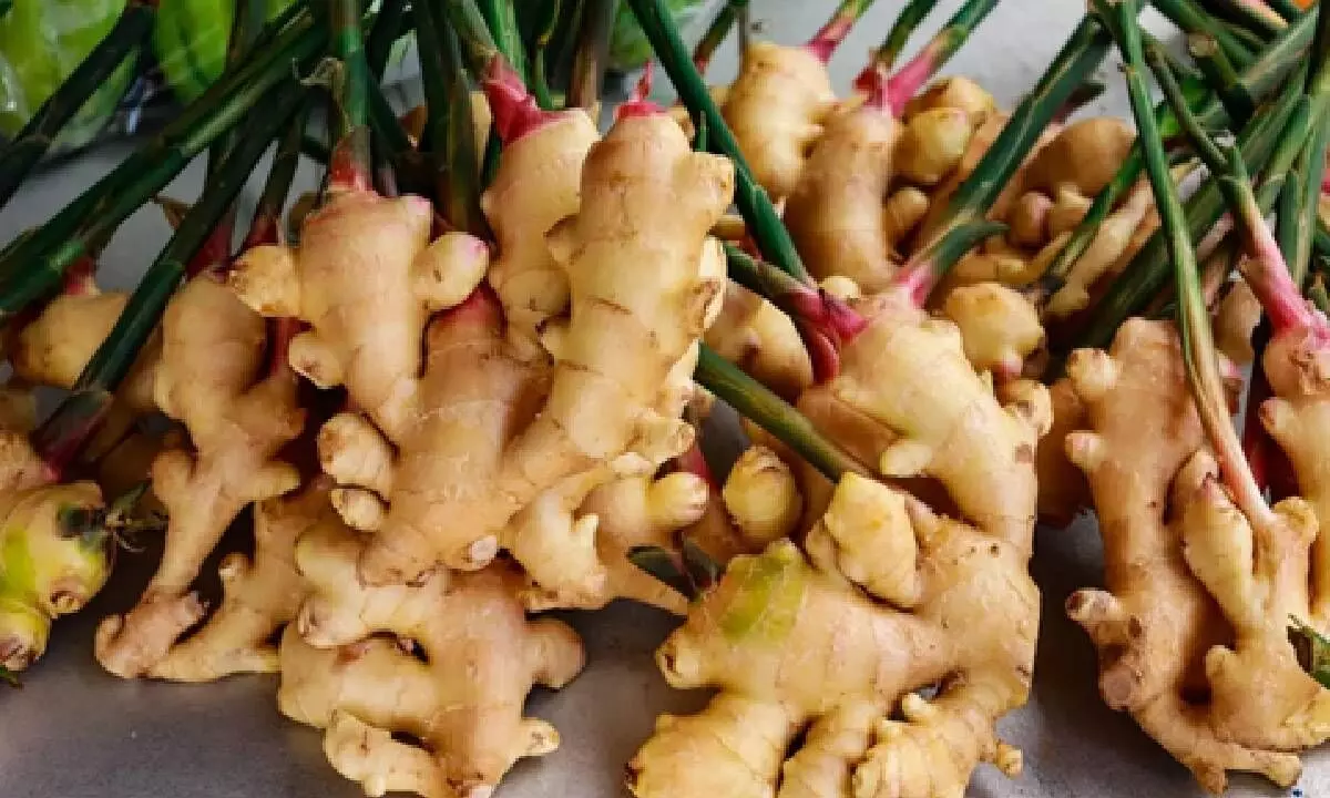 Ginger supplements can be beneficial in treating autoimmune diseases: Study