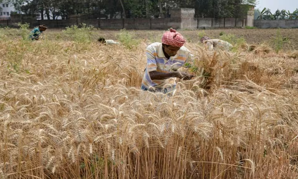 Centre Aims To Bring 60% Of Wheat Area Under Climate Resilient Varieties