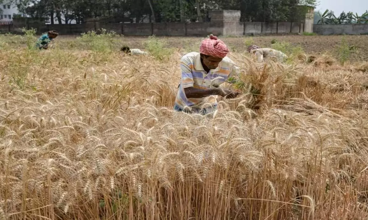 Centre aims to bring 60% of wheat area under climate resilient varieties