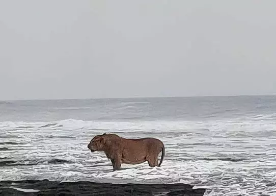 Asiatic Lions Scenic Seaside Walk in Junagadh Goes Viral