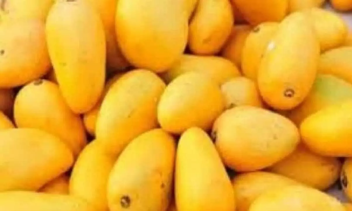 Mango exports up 19% to $47.98 mn