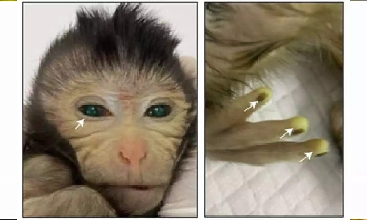 Chinese scientists show 1st live birth of a chimeric monkey using stem cells