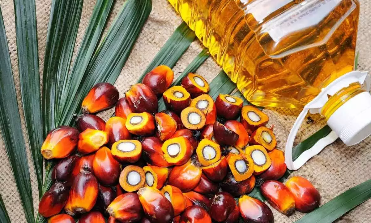 Palm oil output in controlled spread ideal