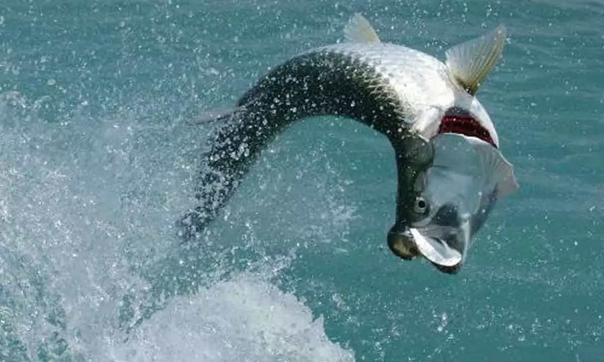 Are record catches a red flag? Trophy fishing data reveals troubling trends