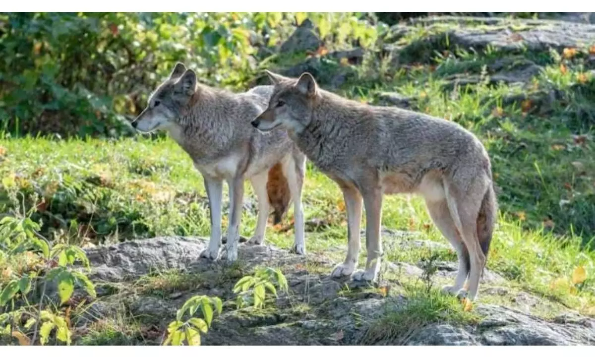 Mutant Chernobyl wolves develop anti-cancer abilities, may pave way for cure: Study