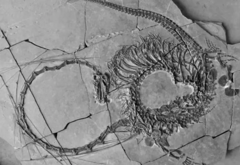 Scientists reveal full anatomy of 240-million-year-old mythical Chinese dragon fossil!