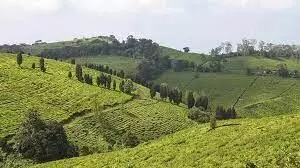 FAITTA has dismissed the concerns of small tea growers regd the Commerce Min directive