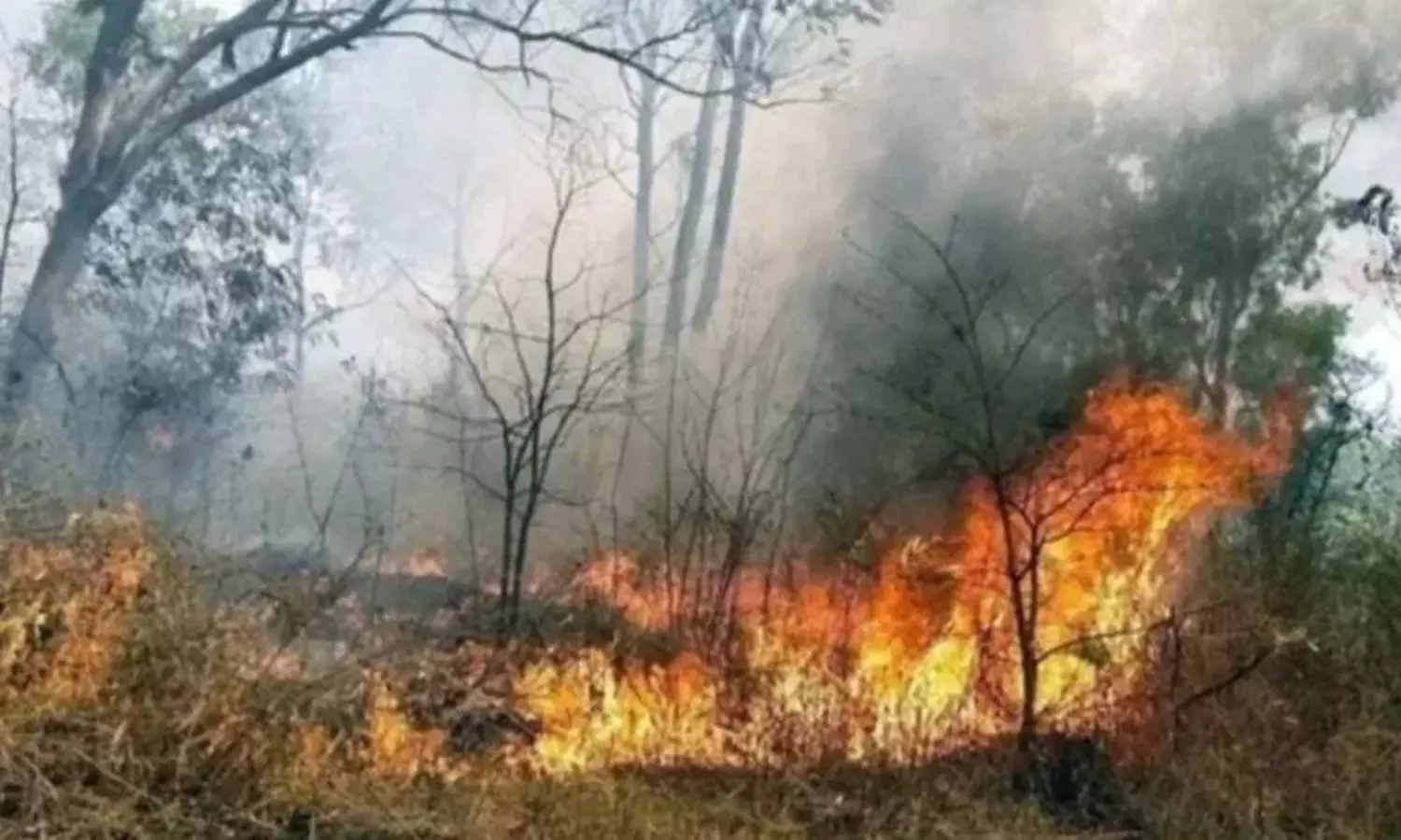 Uttarakhand wildfires - Government suspends 10 forest personnel