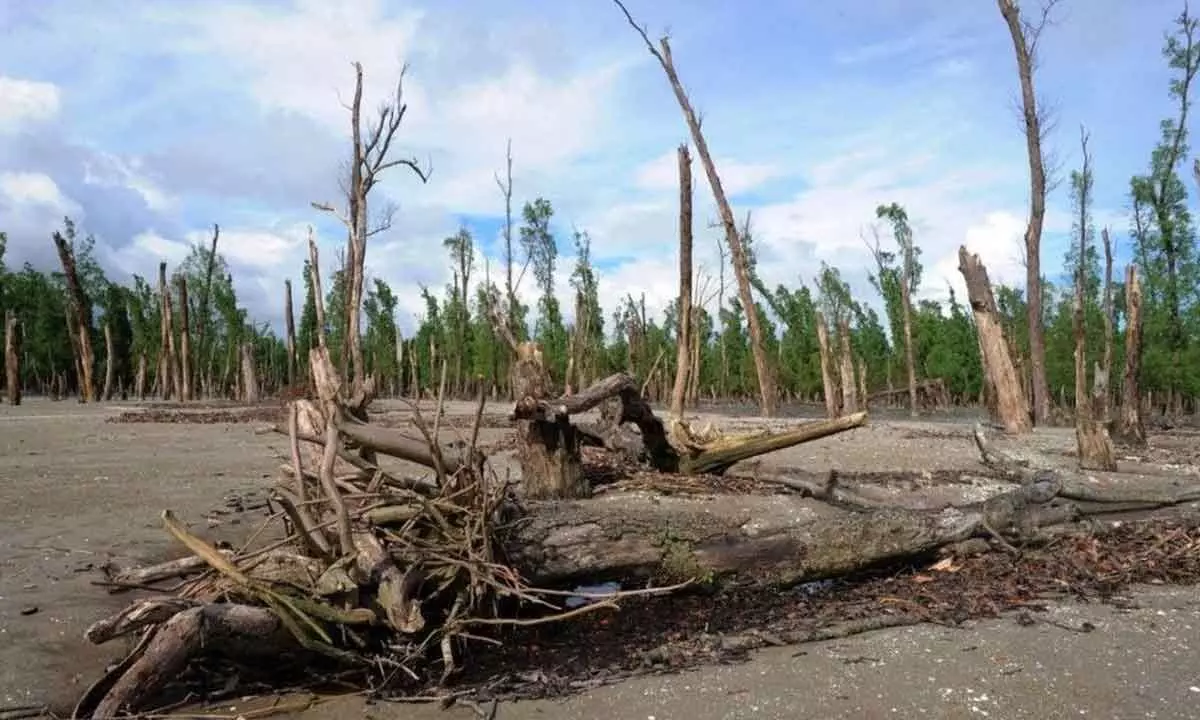 Air pollution is a big threat for the mangrove ecosystem in Sunderbans