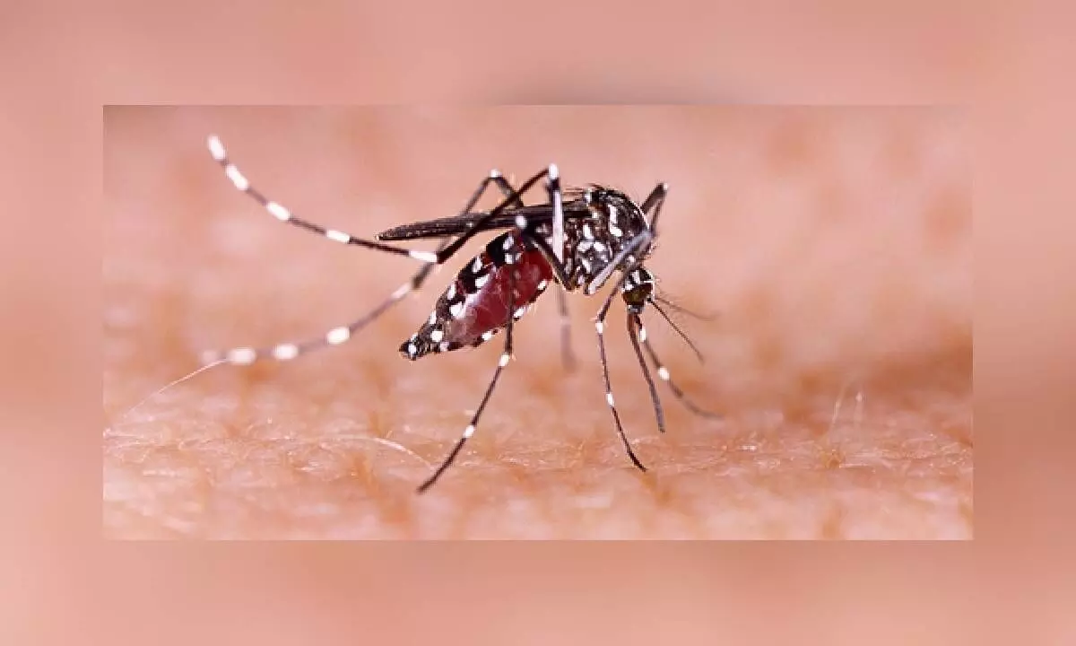 Dengue can seriously affect your brain, nervous system: Doctors