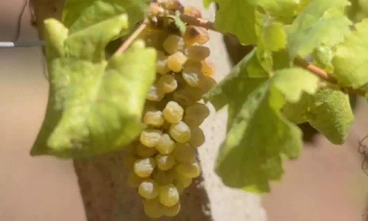 Tamil Nadu grape farmers face 80% loss due to heatwaves