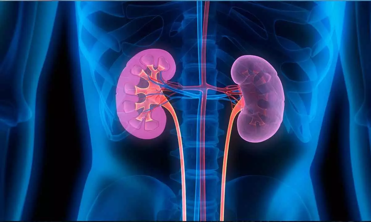 Low salt, less body fluids may help regenerate certain kidney cells: Study