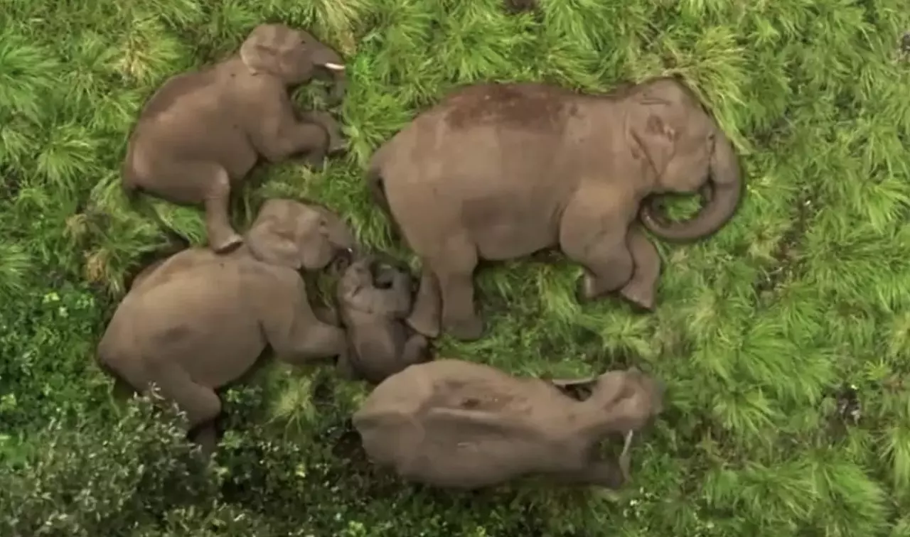 Nothing can be more mesmerising than this; a herd of elephants nestled together in slumber!