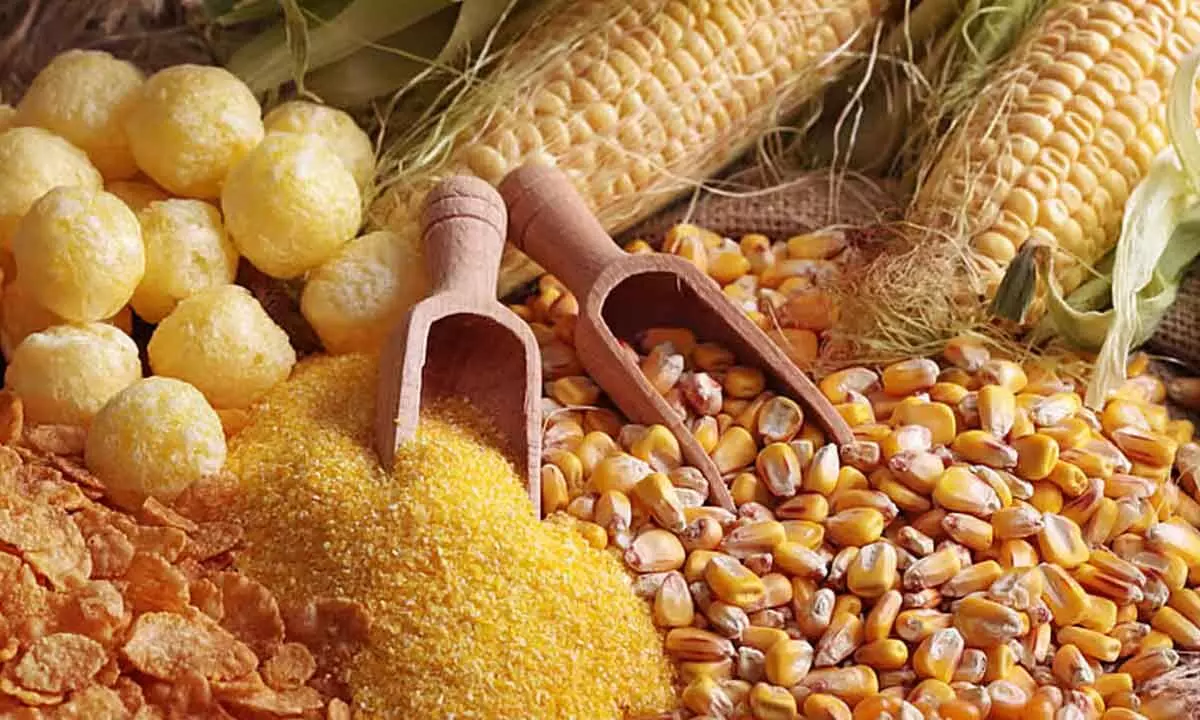 Poultry sector seeks duty cut on maize